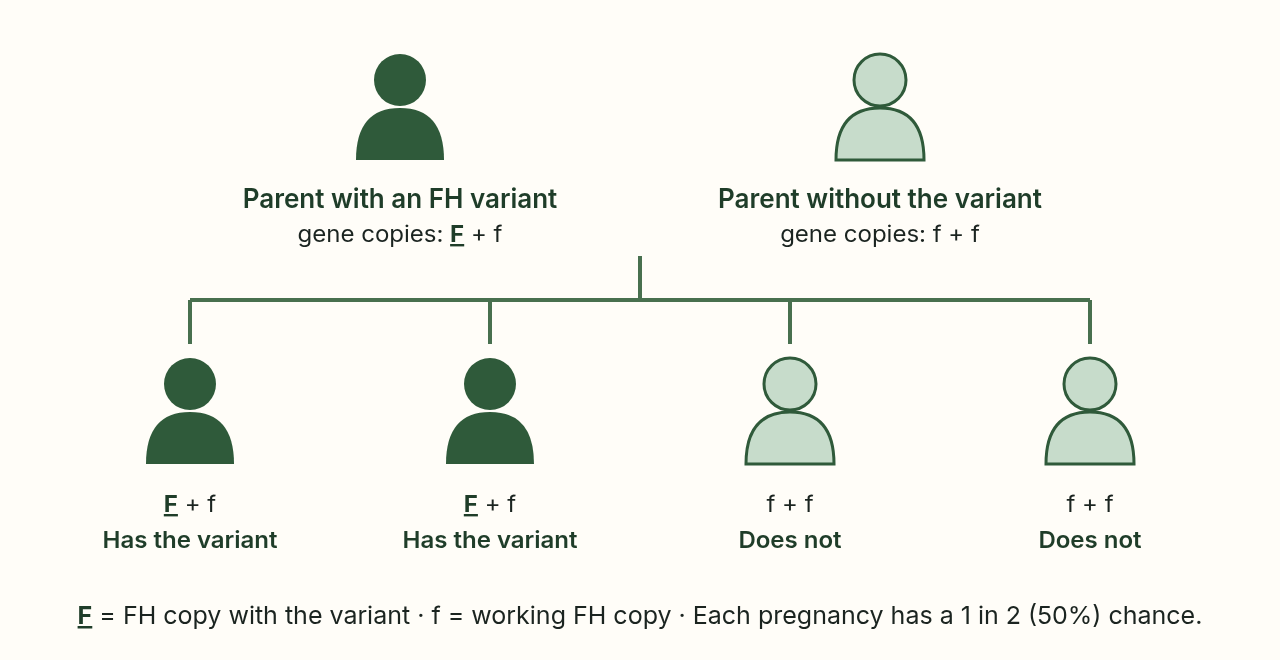 Diagram: a parent with an FH change and a parent without it. Of four possible children, two have the change and two do not.