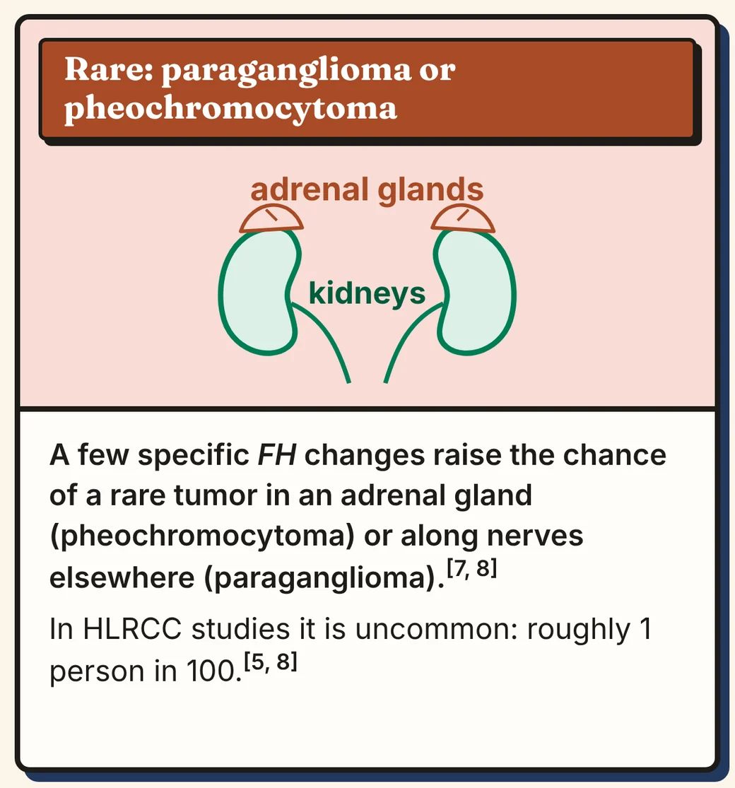 Comic panel 6 of 12, Rare: paraganglioma or pheochromocytoma. Picture: drawing of the two kidneys with an adrenal gland on top of each, labeled adrenal glands and kidneys. Text: A few specific FH changes raise the chance of a rare tumor in an adrenal gland (pheochromocytoma) or along nerves elsewhere (paraganglioma). In HLRCC studies it is uncommon: roughly 1 person in 100.